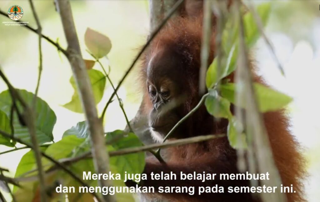 Ⓒ Hak cipta foto di atas dikembalikan sesungguhnya kepada pemilik foto