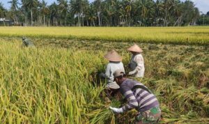 Ⓒ Hak cipta foto di atas dikembalikan sesungguhnya kepada pemilik foto